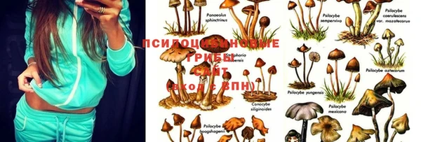 стаф Абинск