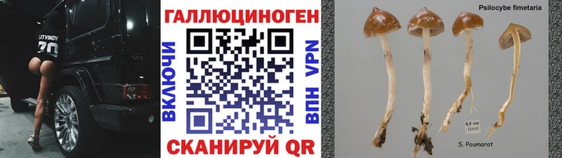купить наркоту  Калачинск  Псилоцибиновые грибы Magic Shrooms 